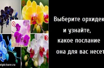 Выберите орхидею и узнайте, какое послание она для вас несет