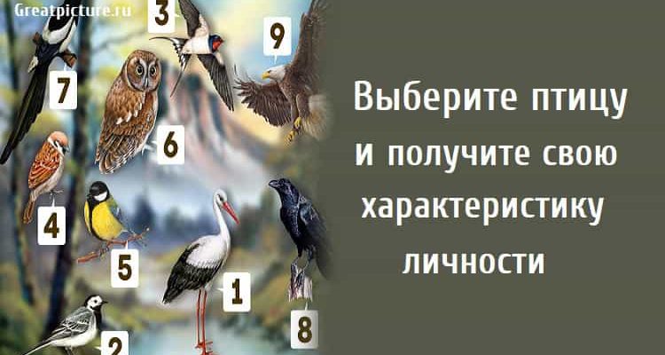 Выберите птицу и получите свою характеристику личности