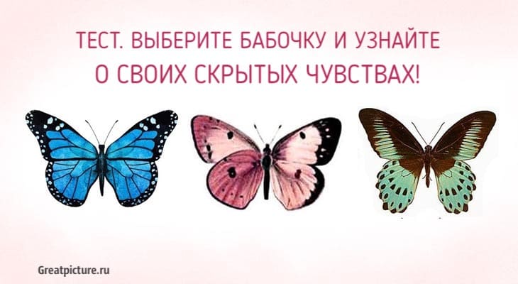 Выберите бабочку и узнайте